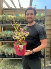 Flamingo Willow Plant