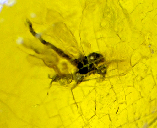 Natural elegant mosquito - natural,
