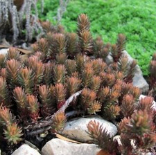 Sedum Hakonense Plant Plugs Chocolate Ball Succulent Garden Rockery, Pack of 3