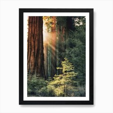 Redwood Forest Scenery Art