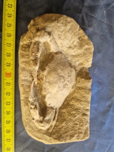 Massive large fossil crab - massive,, large,