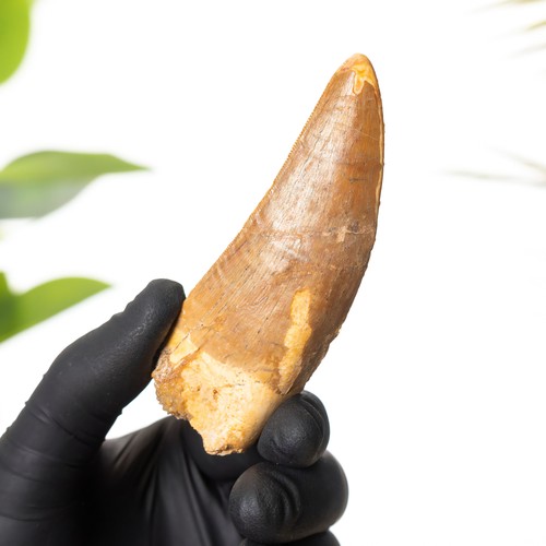 Inch african t rex - 3.57,