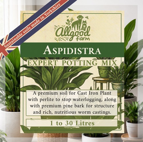 Aspidistra expert potting soil - aspidistra,