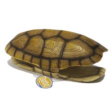 Betta Turtle Shell Hide