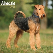 Airedale Terrier Calendar