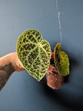 Begonia Ferox Houseplant