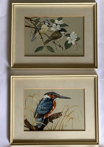 Coal tit blue kingfisher - tit,
