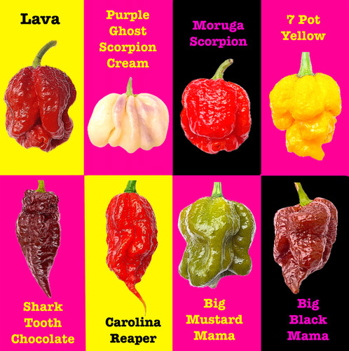 Worlds hottest chilli - hottest,