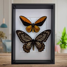 Ornithoptera croesus