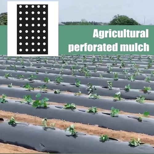 Perforated plastic mulch - perforated, film