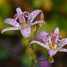Tricyrtis hirta (Toad Lily)