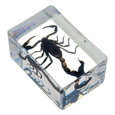 Black scorpion insect - black, specimen