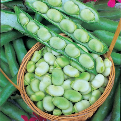Broad bean fava - bean,