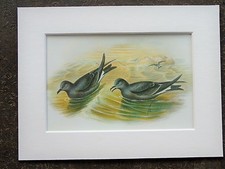 John Gould - 1970s Vintage Mounted Colour Bird Print - Leach's Storm Petrel 176