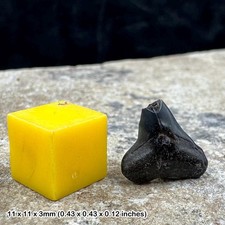 Florida Shark Tooth Fossil