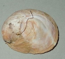 Crepidula dilatata - CALYPTRAEIDAE - Chile Sea Shell - 30mm F+   #8217