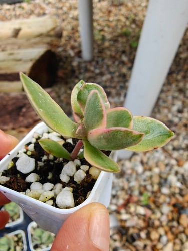 Variegated crassula swaziensis - crassula,