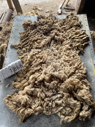 Norfolk horn raw - raw, unwashed