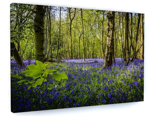 Bluebell woodland forest - woodland,