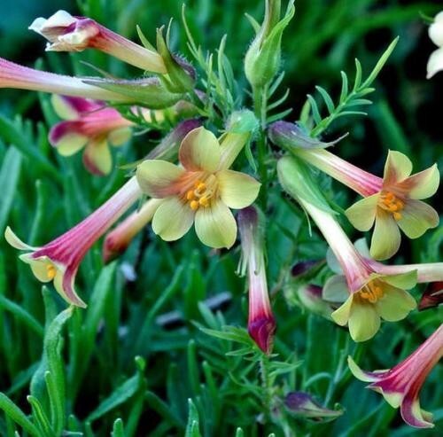 Seeds jacobs ladder - seeds,