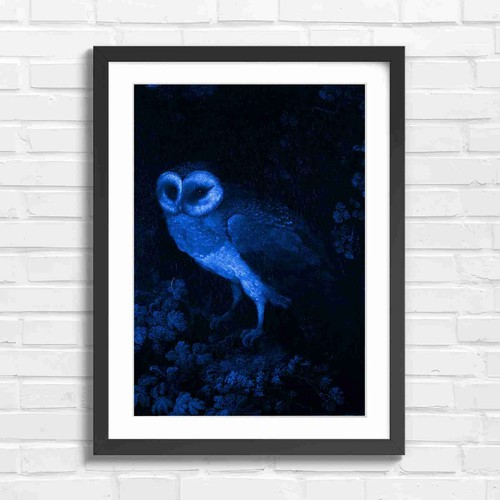 Dark barn owl - barn, blue