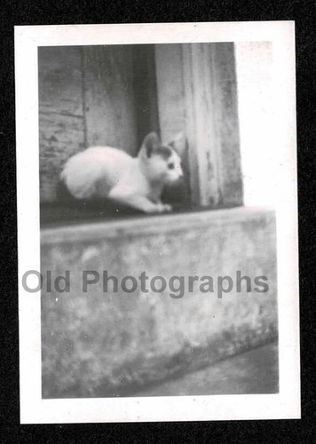 Cutest little white black - little,