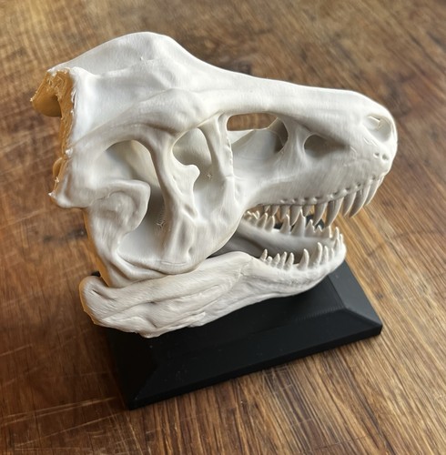 Rex dinosaur skull replica - t-rex,