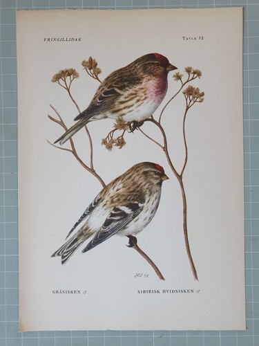 Beautiful bird print redpoll - beautiful,