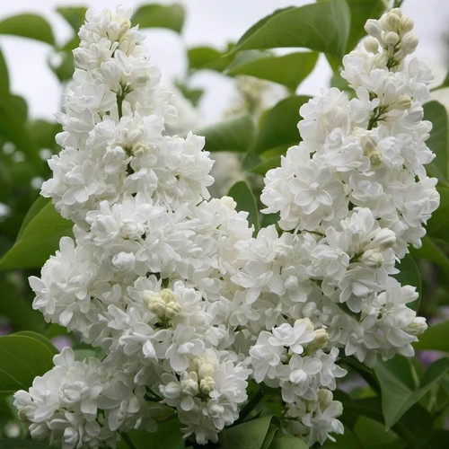 Syringa vulgaris lemoine - syringa,