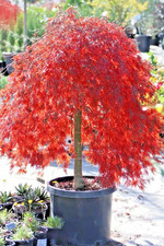 Acer Palmatum Crimson Queen Red Japanese Maple - XXL 3Lt Pot Large Hardy Tree