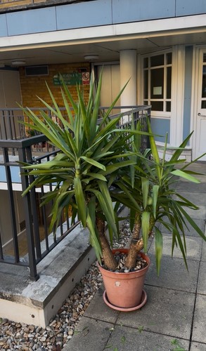 Yucca large healthy outdoor - yucca,