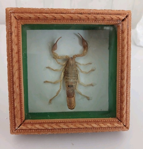 Scorpionin box frame taxidermy - box,