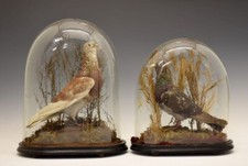 Antique pair racing homing