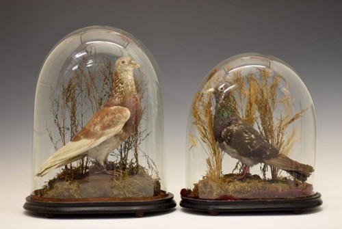 Antique pair racing homing