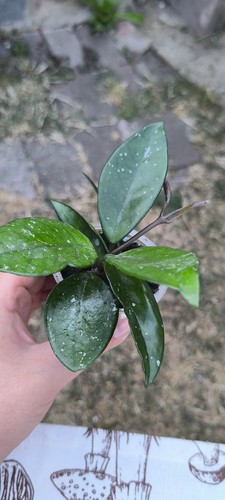 Hoya carnosa and - carnosa,