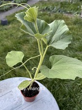 1 x Extra Long Bottle Gourd
