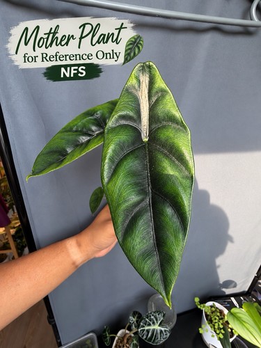 Alocasia venusta corm rare - venusta,