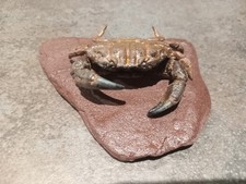 A taxidermied specimen of a montagues crab(xantho hydrophilus)