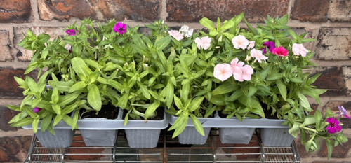 Pack annual phlox bedding - pack, 6