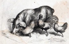 PIGS AND HENS 1801 Samuel