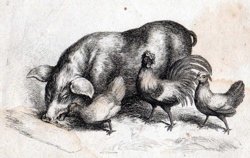 Pigs and hens - and, samuel