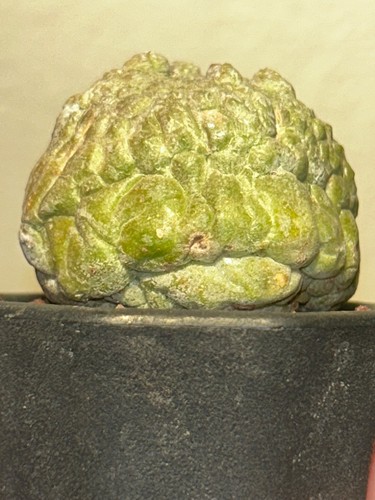 Pseudolithos cubiformis - pseudolithos,