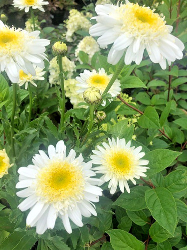 Leucanthemum real comet - ',
