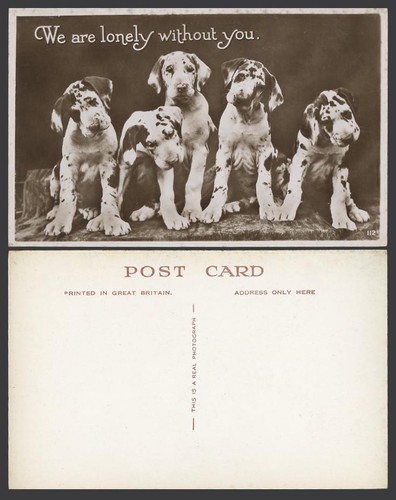 Harlequin great dane dog - harlequin,