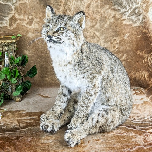 Baby bobcat collectible - baby,