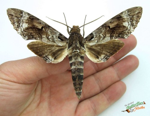 Pseudosphinx tetrio hawk moth - hawk,