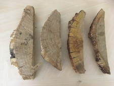 Oak wood tree - , log