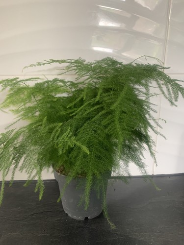 Asparagus setaceus potted - asparagus,