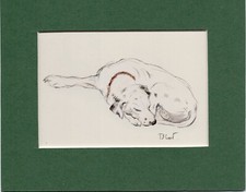 Lucy Dawson ~ Dalmatian  ~