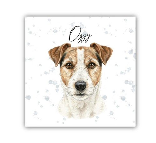 Parson russell terrier - russell,